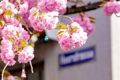 Kirschbl?ten in der Bonner Altstadt 05.04.2025-stock-foto