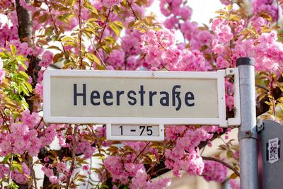 Kirschbl?ten in der Bonner Altstadt 05.04.2025-stock-foto