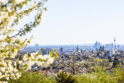 Obstbl?te im Kirdorfer Feld-stock-foto