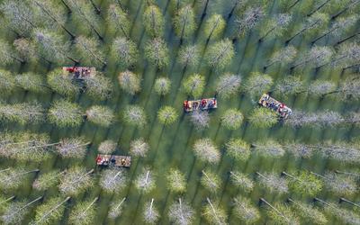Tourists Ride Bamboo Rafts Under A Metasequoia Forest in Suqian-stock-foto