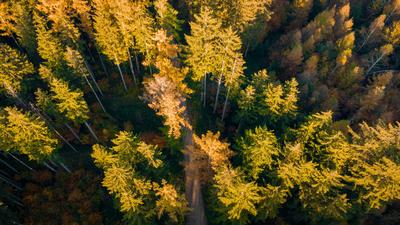 Augsburg Land, Bavaria, Germany - October 27, 2024: Treetops in fine weather on a beautiful day, symbol for trees plants-stock-foto
