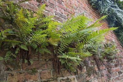 Gewoehnlicher Wurmfarn, Gemeiner Wurmfarn, Maennerfarn, Echter Wurmfarn (Dryopteris filix-mas), auf einer Mauer wachsend-stock-photo