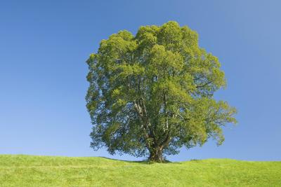 Einzelnstehende, grosse Linde in Oberaegeri, Schweiz, Kanton Zug Single, large lime tree in Oberaegeri, Switzerland, Kan-stock-photo