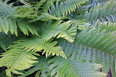 Farne in Deutschland Der echte Wurmfarn im vollen Wachstum zur Sommerzeit *** Ferns in Germany The real worm fern in ful-stock-foto