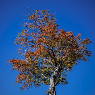 Indian Summer: Roter Herbst durch den Ahornbaum. Vor allem die Bl?tter der Ahornb?ume sorgen f?r die oft rote Farbenprac-stock-foto