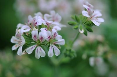 Australischer Storchschnabel Pelargonium australe bluehend Native storksbill Wild geranium Aust-stock-foto