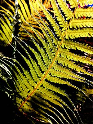 farn,strau?enfarn,farne,farnkraut,matteuccia struthiopteris,strau?enfarne,strau?farn,strau?farne *** fern,ostrich farm,f-stock-foto