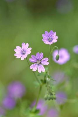 Pyrenaeenstorchenschnabel, Pyrenaeen-Storchschnabel (Geranium pyrenaicum), Blueten hedgerow cranesbill, Pyrenees cranesb-stock-foto