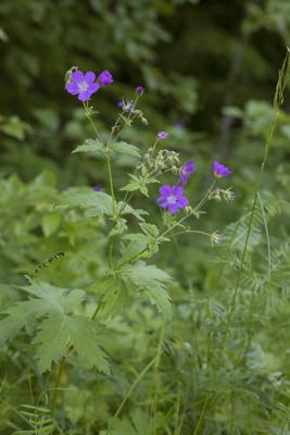 Wald-Storchschnabel, Waldstorchschnabel (Geranium sylvaticum), bluehend, Schweden Wood cranesbill, Woodland geranium (Ge-stock-foto