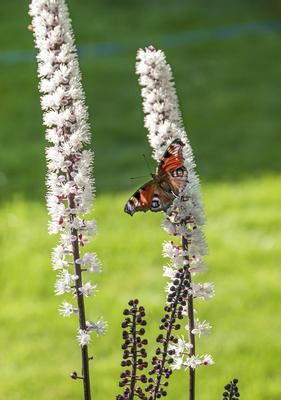 Oktober-Silberkerze, Oktobersilberkerze, Chocoholic (Actaea simplex Chocoholic , Actaea simplex Chocoholic), Bluetenstan-stock-foto