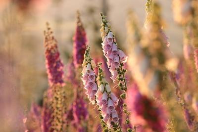 Lila Foxglove-stock-photo