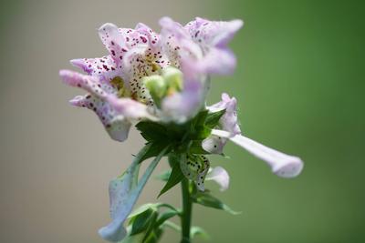 Giant Foxglove blossom crowning the plant Pink giant Foxglove blossom in forest Copyright: xZoonar.com/ChristinexFreix 2-stock-foto