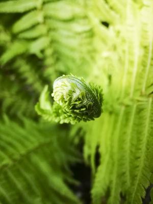 strau?enfarn,farn,farne,matteuccia struthiopteris,strau?enfarne,strau?farn,strau?farne *** ostrich farm fmy-l9n-stock-foto