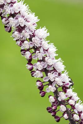 Oktober-Silberkerze, Oktobersilberkerze, Chocoholic (Actaea simplex Chocoholic , Actaea simplex Chocoholic), Bluetenstan-stock-foto