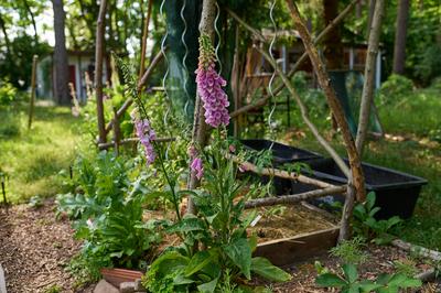 Natur Roter Fingerhut Roter Fingerhut (Digitalis purpurea) in einem Bauerngarten. Die Giftpflanze ist eine Pflanzenart a-stock-photo
