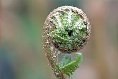 Farne in Deutschland Der echte Wurmfarn mit noch eingerolltem Farnwedel im Fr?hling *** Ferns in Germany The real worm f-stock-foto