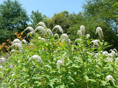 Lysimachia clethroides, Schneegilbweiderich, gooseneck loosestrife Bl?tentrauben Copyright: xZoonar.com/PeterxHimmelhube-stock-foto