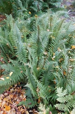 Dryopteris affinis, Goldschuppenfarn, scaly male fern-stock-photo