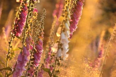 Purple foxglove-stock-photo