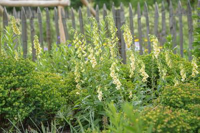 Gro?bl?tiger Fingerhut (Digitalis grandiflora) McPKST McP_HRM_2024_000853 *** Gro?bl?tiger Thimble Digitalis grandiflora-stock-foto