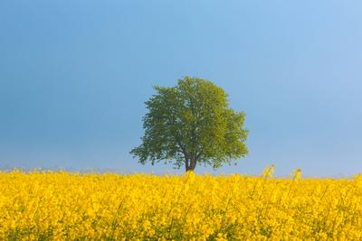 Gr?ne Lunge im Rapsfeld: Ein einzelner Baum steht am Donnerstag (25.04.2024) unweit von Lelkendorf OT K?sserow (Landkrei-stock-foto