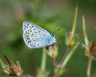 Escher-Blaeuling, Escherblaeuling (Polyommatus escheri), sitzt auf einem Storchschnabel, Frankreich, Hautes-Alpes Escher-stock-foto
