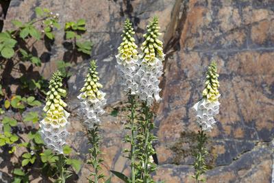 Fingerhut (Digitalis) bl?ht im Teufelsbruch, ehemaliger Grauwacke Steinbruch am Teufelsberg, Biehla, Kamenz, Sachsen, De-stock-foto