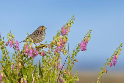 Grauammer, Grau-Ammer (Emberiza calandra, Miliaria calandra), sitzt auf bluehendem Iberischen Fingerhut, Digitalis thaps-stock-foto