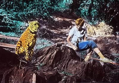 gefahr im tal der tiger Ein 13j?hriger Junge der nach einem Streit mit seinem Vater einem Gro?wildj-stock-foto