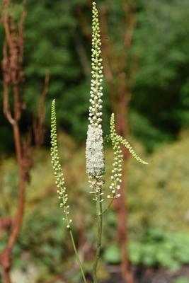 Traubensilberkerze, Cimicifuga, racemosa, Black cohosh, Cimicifuga, racemosa, perennial *** Black cohosh, Cimicifuga, r-stock-photo