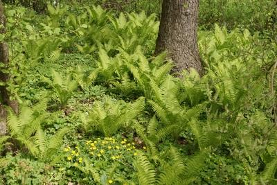 Matteuccia struthiopteris, Straussfarn, ostrich fern Matteuccia struthiopteris, Straussfarn, ostrich fern Copyright: xZo-stock-foto