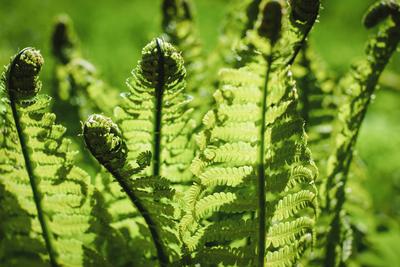 Green fern leaves in the sun, Ostrich fern leaves, Matteuccia struthiopteris plant closeup Green fern leaves in the sun,-stock-foto