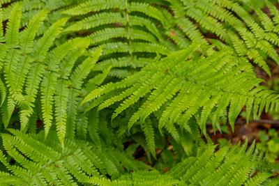 Frische, gr?ne Farnzweige des Strau?enfarns (Matteuccia struthiopteris), auch Trichterfarn genannt-stock-foto