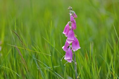 Roter Fingerhut (Digitalis purpurea), bluehend auf einer Wiese, Deutschland, NRW common foxglove, purple foxglove (Digit-stock-foto