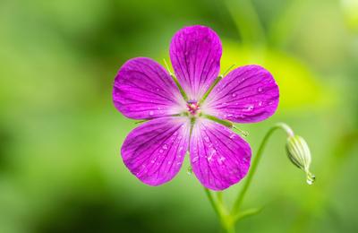 Storchschnabel bl?ht in einer Wiese bei Rottweil. Rottweil Baden-W?rttemberg Deutschland *** Cranesbill blooming in a me-stock-foto