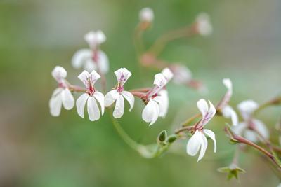 Makroaufnahme eines Bl?tenzweigs von Pelargonium Fragrans-stock-photo