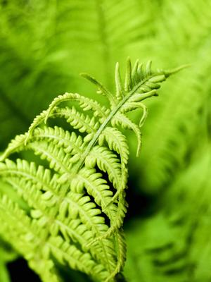 straußenfarn,farn,farne,matteuccia struthiopteris,straußenfarne,straußfarn,straußfarne *** ostrich farm fmy-l9o-stock-foto