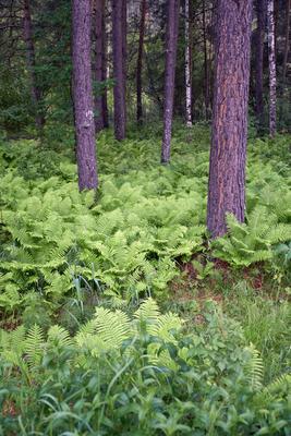 Kiefernwald mit Farn Matteuccia struthiopteris im Altai.-stock-foto