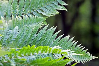 Farne in Deutschland Der echte Wurmfarn im vollen Wachstum zur Sommerzeit *** Ferns in Germany The real worm fern in ful-stock-foto