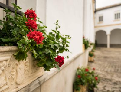 Red flowers in stone flowerpot in front of old courtyard Red flowers or geraniums in stone window box or flowerpot in fr-stock-photo