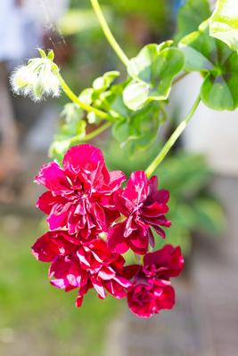 Geranie, Bl?ten in rot, Garten, Sachsen, Deutschland *** Geranium, flowers in red, garden, Saxony, Germany-stock-foto