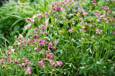 Garten in Mecklenburg-Vorpommern mit SonntagscafÃ Zarte rosa Blueten der Sterndolde 5000 qm großer Garten neben Buednere-stock-foto