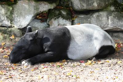 schabrackentapir *** luv-gkm-stock-foto