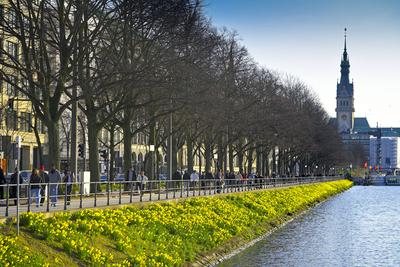 Bl?hende Narzissen am Ufer der Binnenalster in Hamburg, Deutschland *** Daffodils in bloom on the banks of the Inner Als-stock-foto