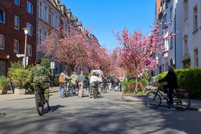 Kirschbl?te in M?nsters Schulstra?e - der Stra?enzug im Kreuzviertel, mit ?ppig bl?henden japanischen Zierkirschen. F?r-stock-foto