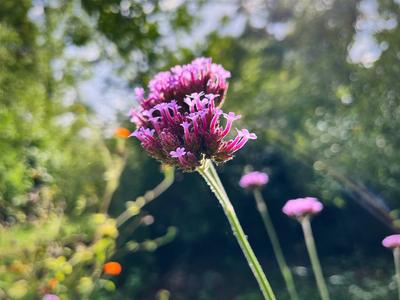 Brandenburg Gladowshoehe Garten Blueten einer Argentinischen Verbene (Verbena bonariensis) in einem Brandenburger Garten-stock-foto