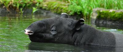 MALAYSIA 23/03/2025. Malayan tapir (Tapirus indicus) (otherwise known as Asian tapir) is the only living species of Old-stock-foto