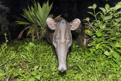 Baird-Tapir, Bairdtapir, Mittelamerikanischer Tapir (Tapirus bairdii), steht nachts am Rand des Regenwaldes, Portraet, C-stock-photo