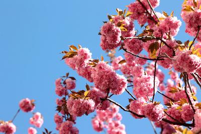 Fruehling (Fr?hling) in Bonn-stock-foto