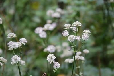 Astrantia major, Grosse Sterndolde, great masterwort Astrantia major, Grosse Sterndolde, great masterwort Copyright: xZo-stock-foto
